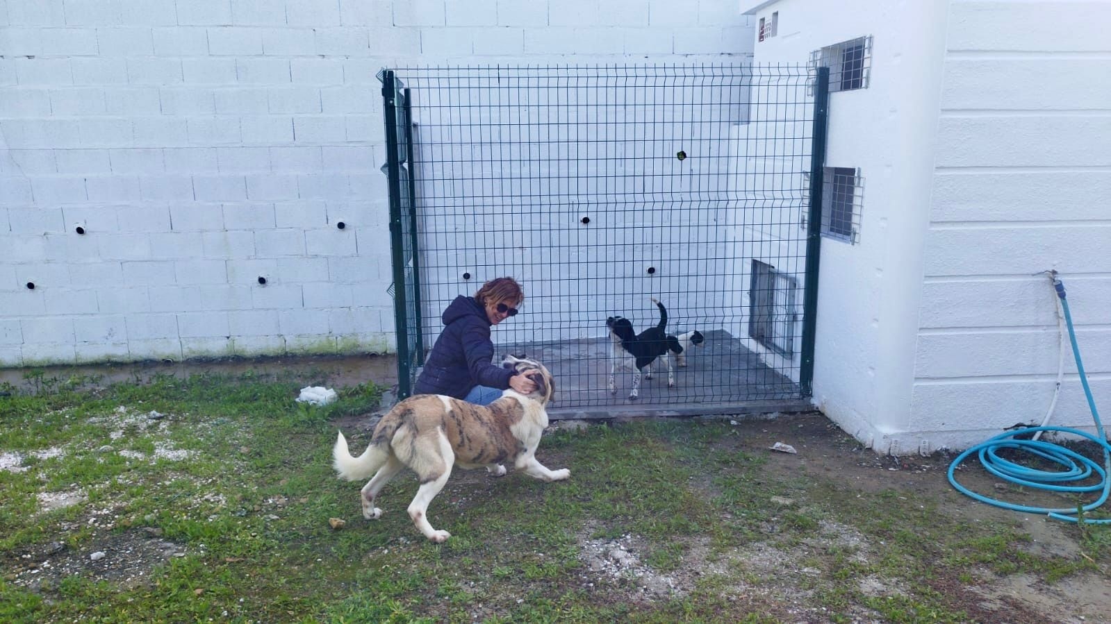 El Ayuntamiento refuerza su compromiso con el bienestar animal ...